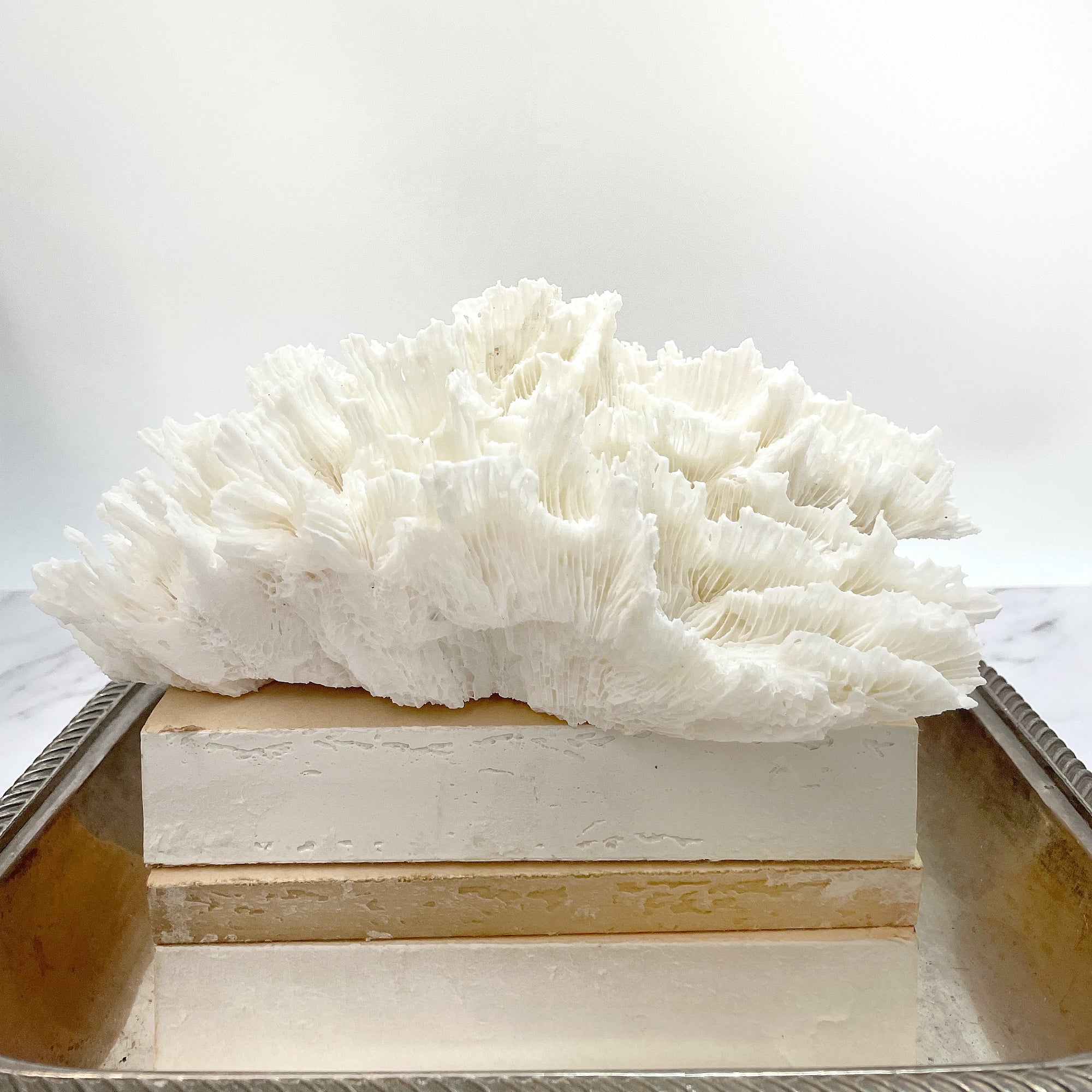 Hibiscus Coral Specimen