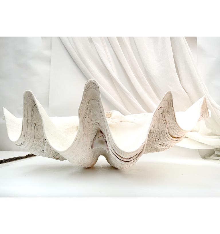 Real Giant Clamshell 85 CM Half