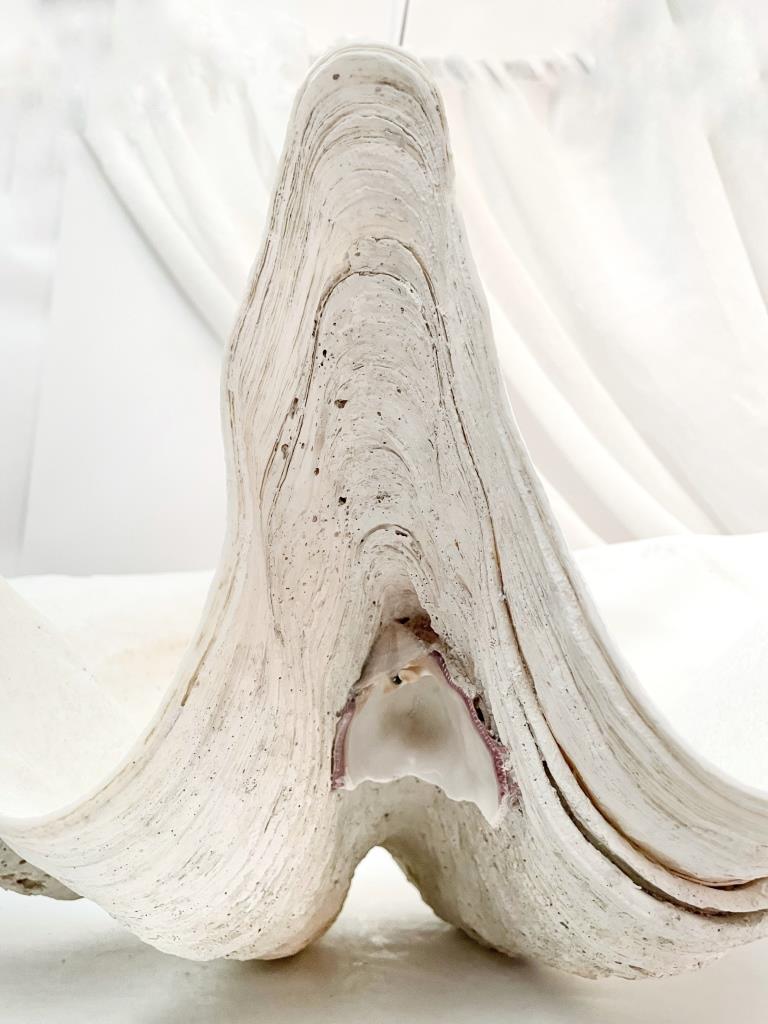 Real Giant Clamshell 85 CM Half