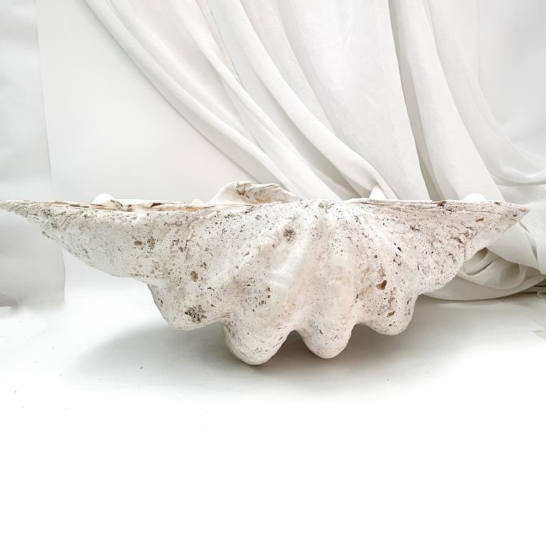 Real Giant Clamshell 85 CM Half