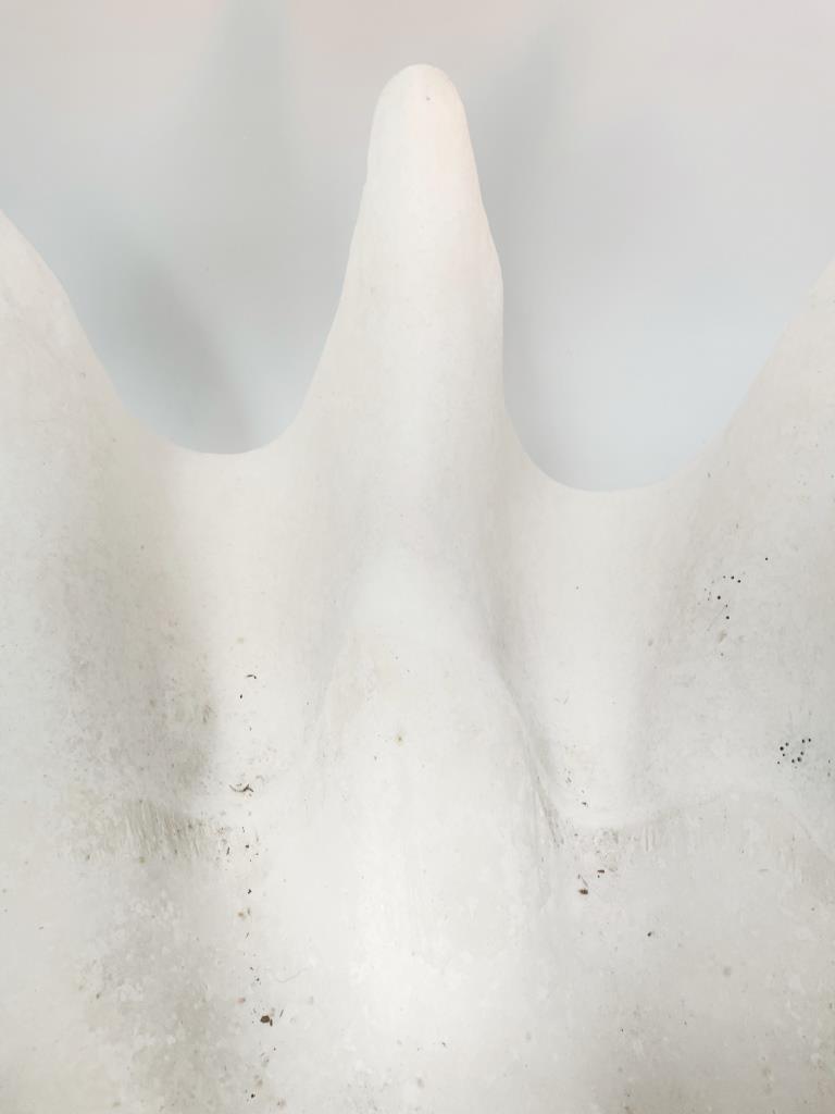 Real Giant Clamshell 85 CM Half