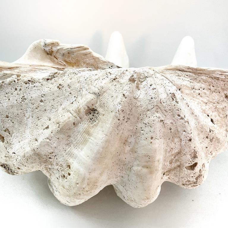 Real Giant Clamshell 85 CM Half