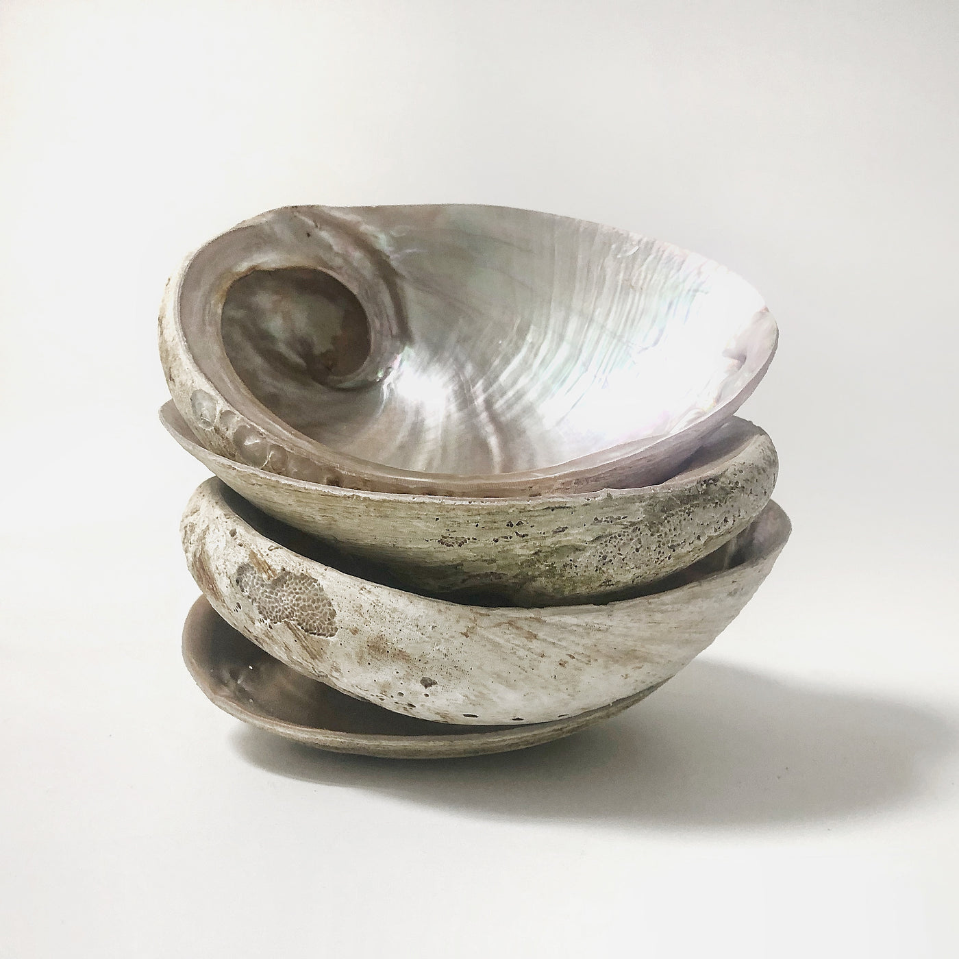 Real Extra Large Natural White Australian Abalone