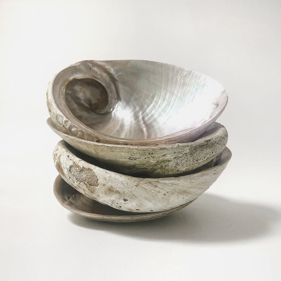 Real Extra Large Natural White Australian Abalone