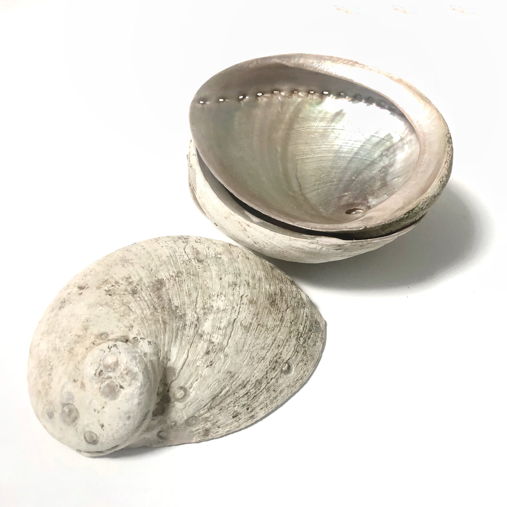 Real Extra Large Natural White Australian Abalone