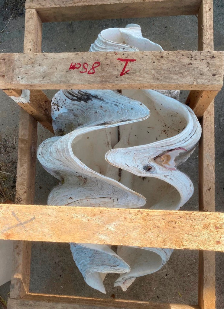 Real Giant Clamshell 85 CM Half