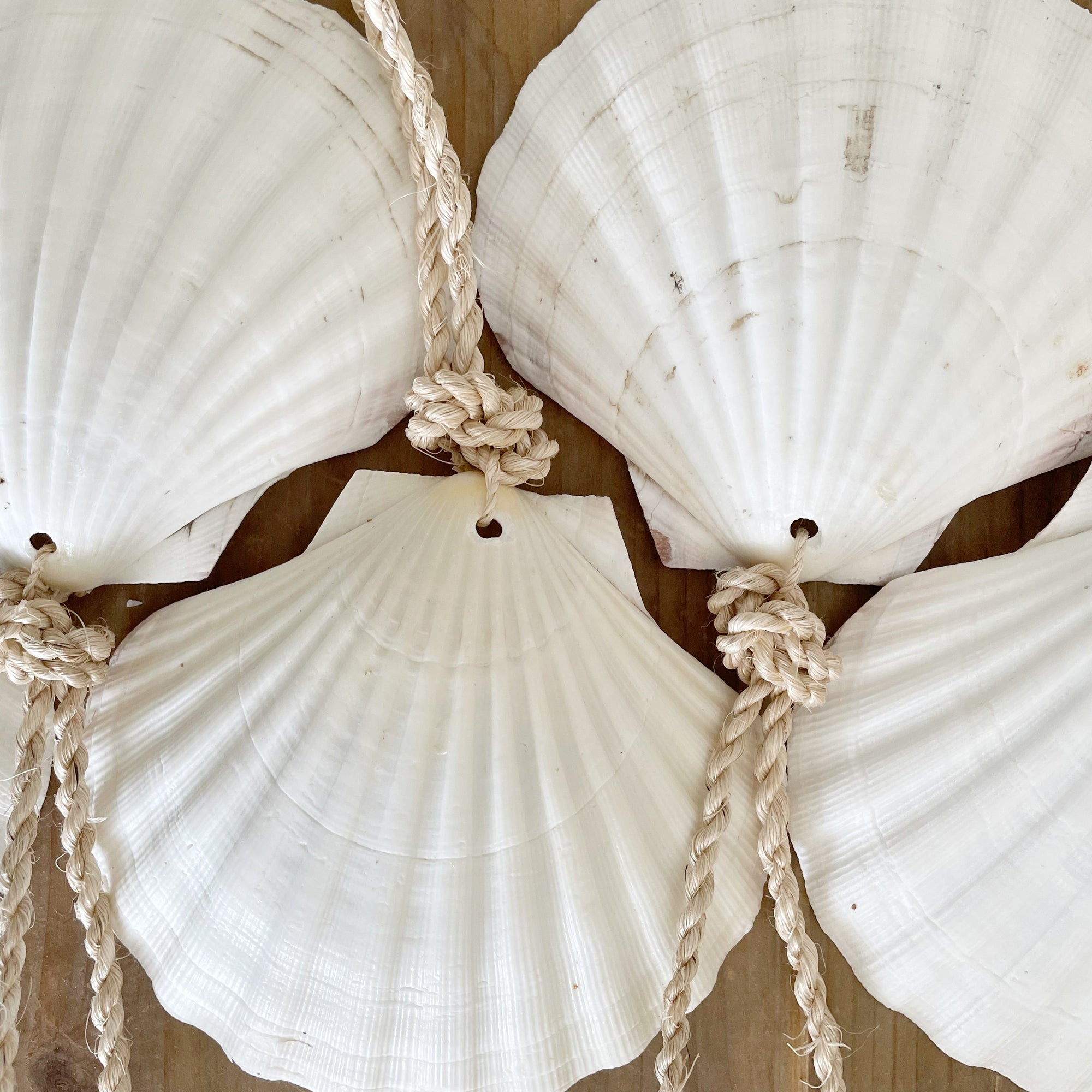Large Hanging Scallop Real Shell Christmas Tree & Wall Decor