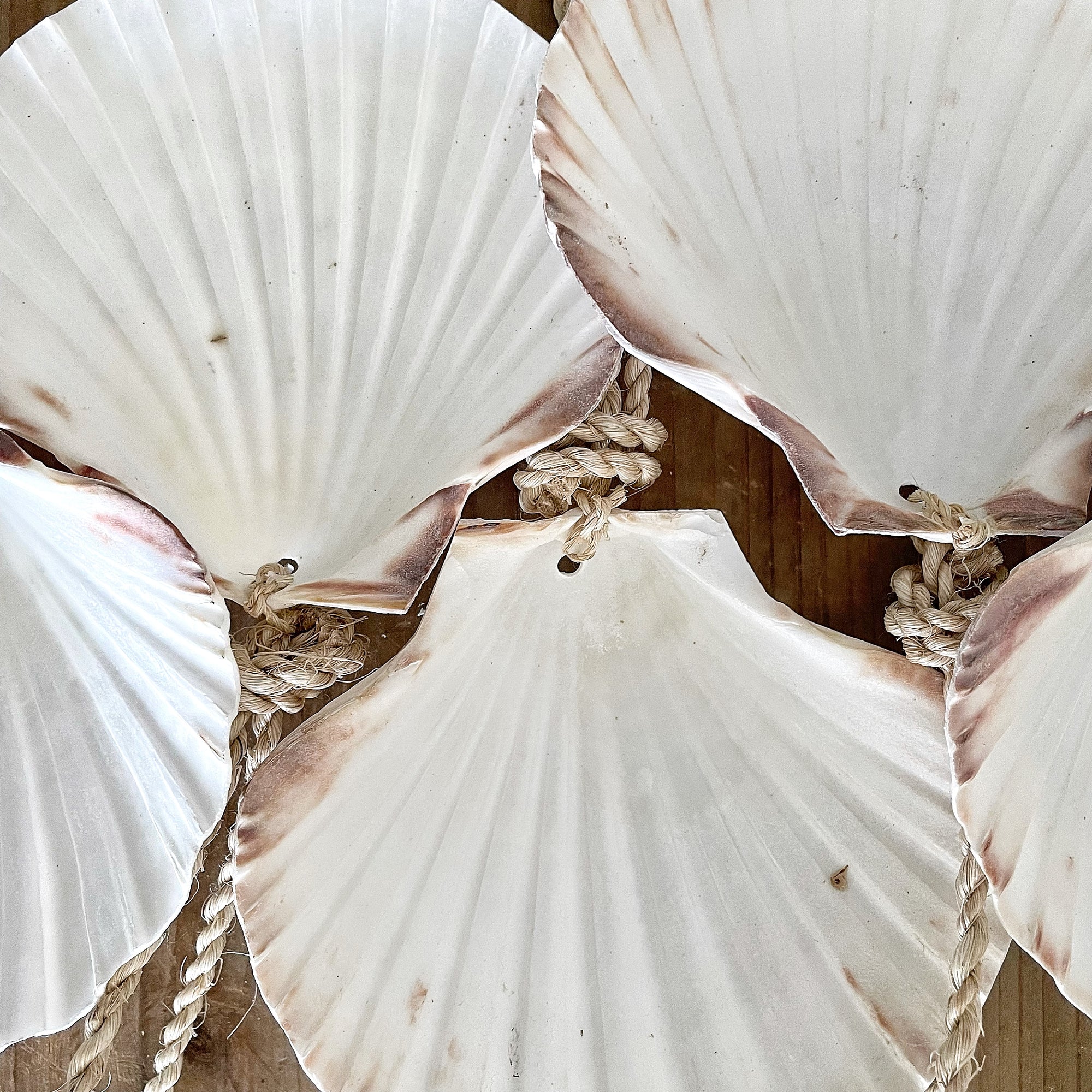 Large Hanging Scallop Real Shell Christmas Tree & Wall Decor