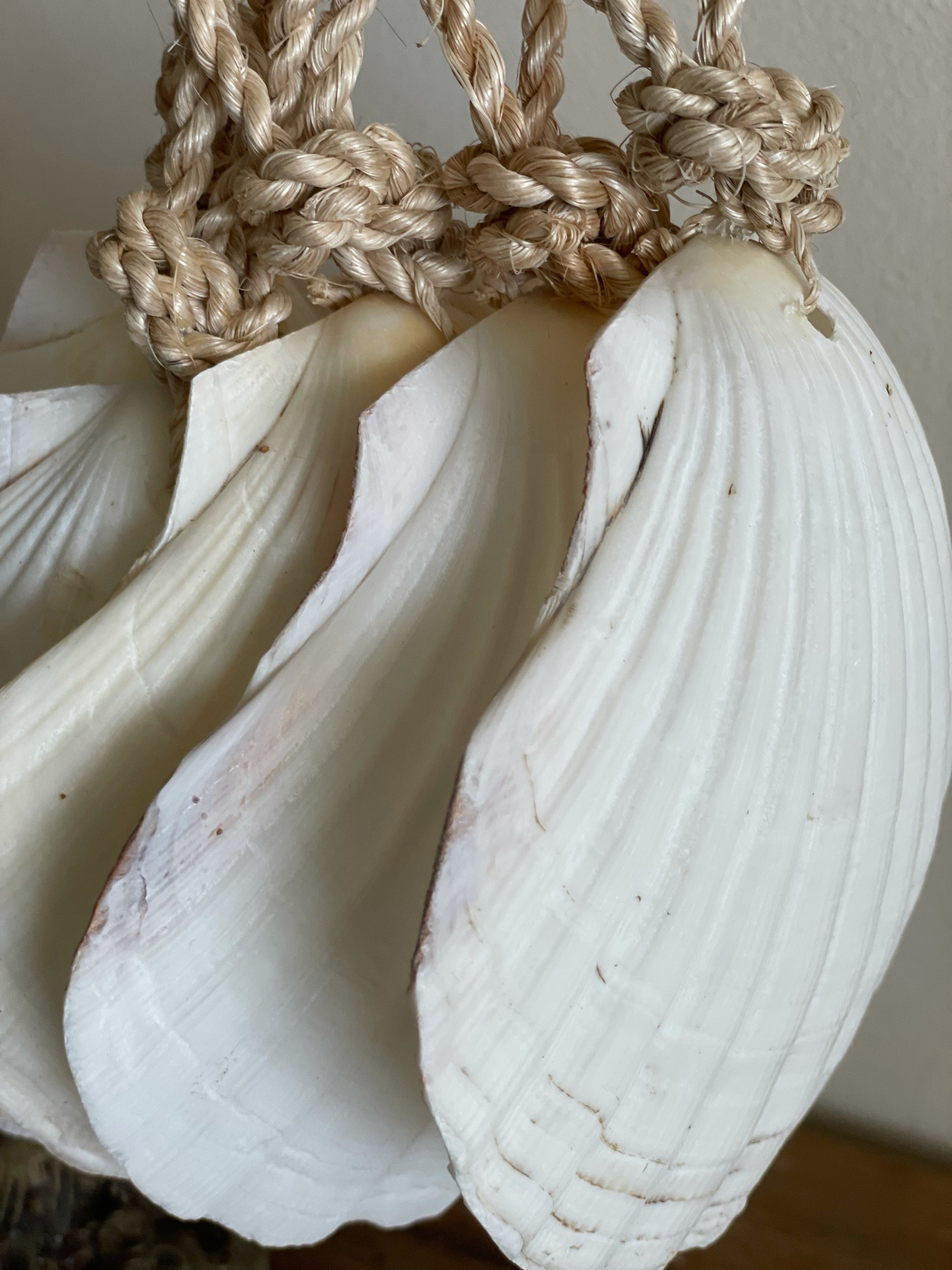 Large Hanging Scallop Real Shell Christmas Tree & Wall Decor