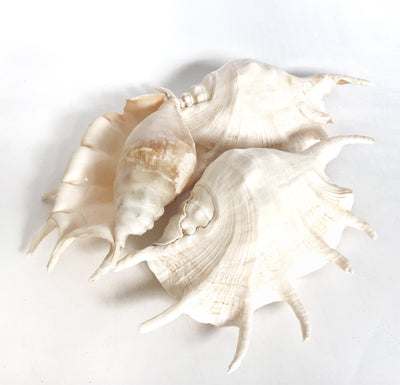 Real Large Spider Conch Shell
