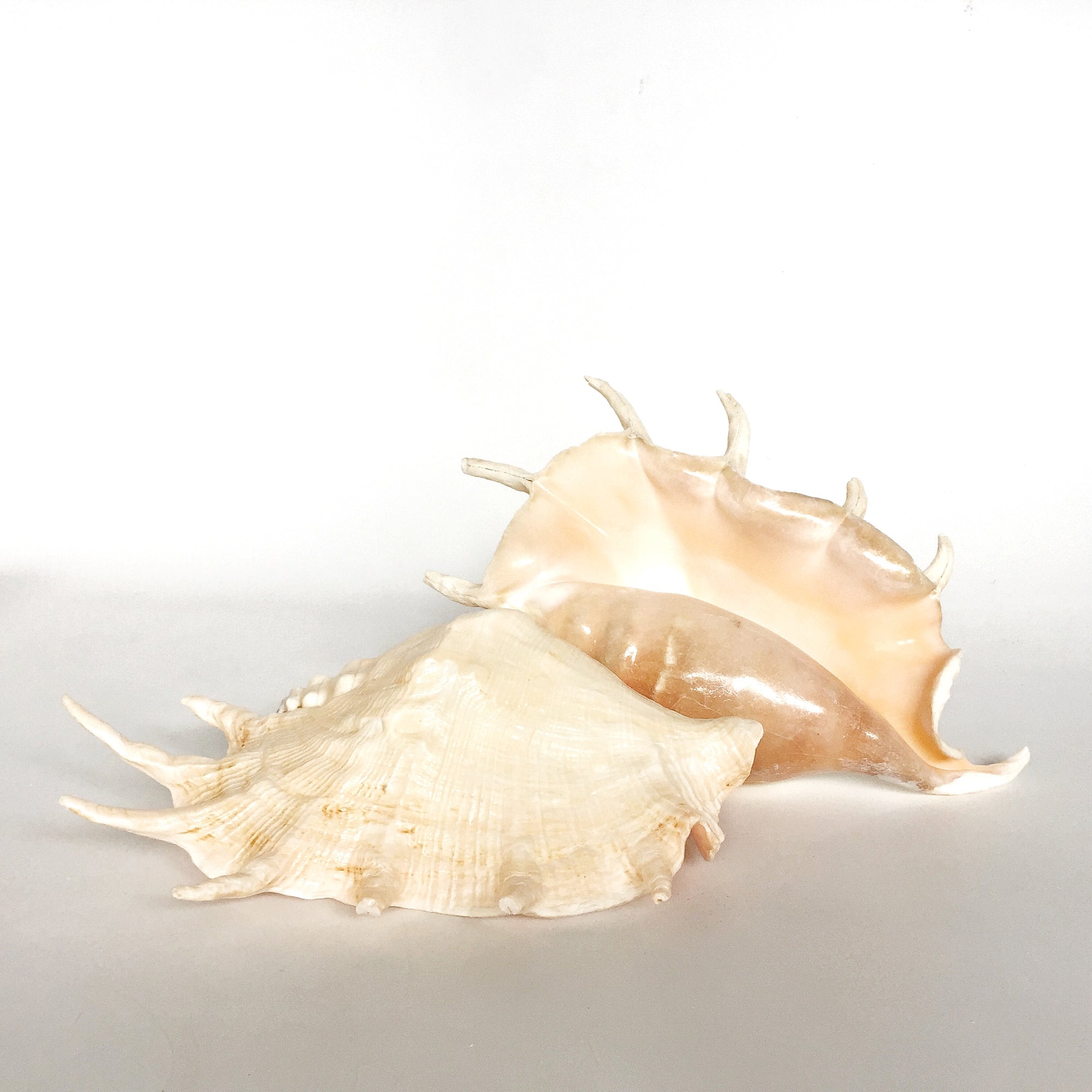 Real Large Spider Conch Shell