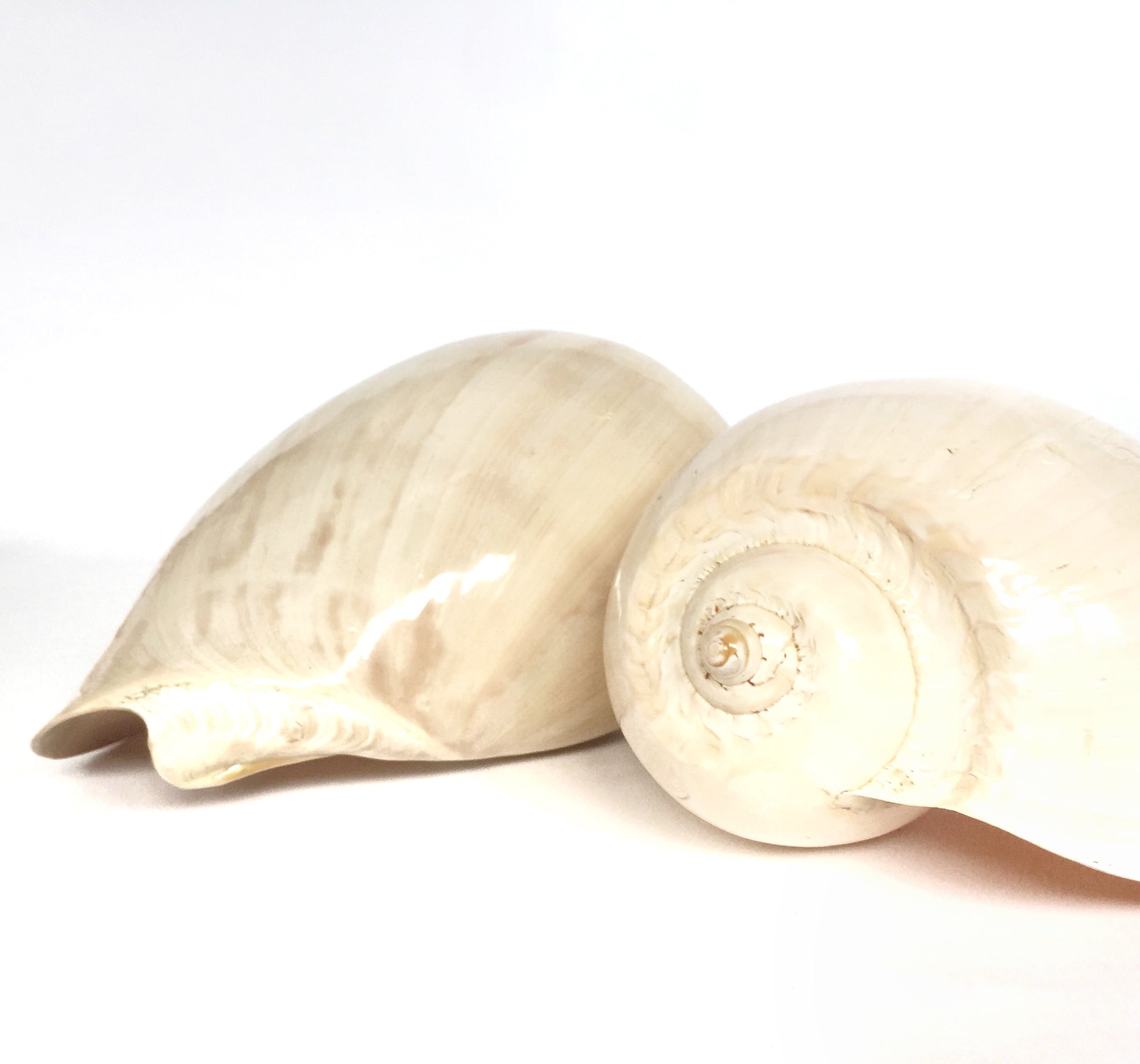 Real Large Polished Melon Shell