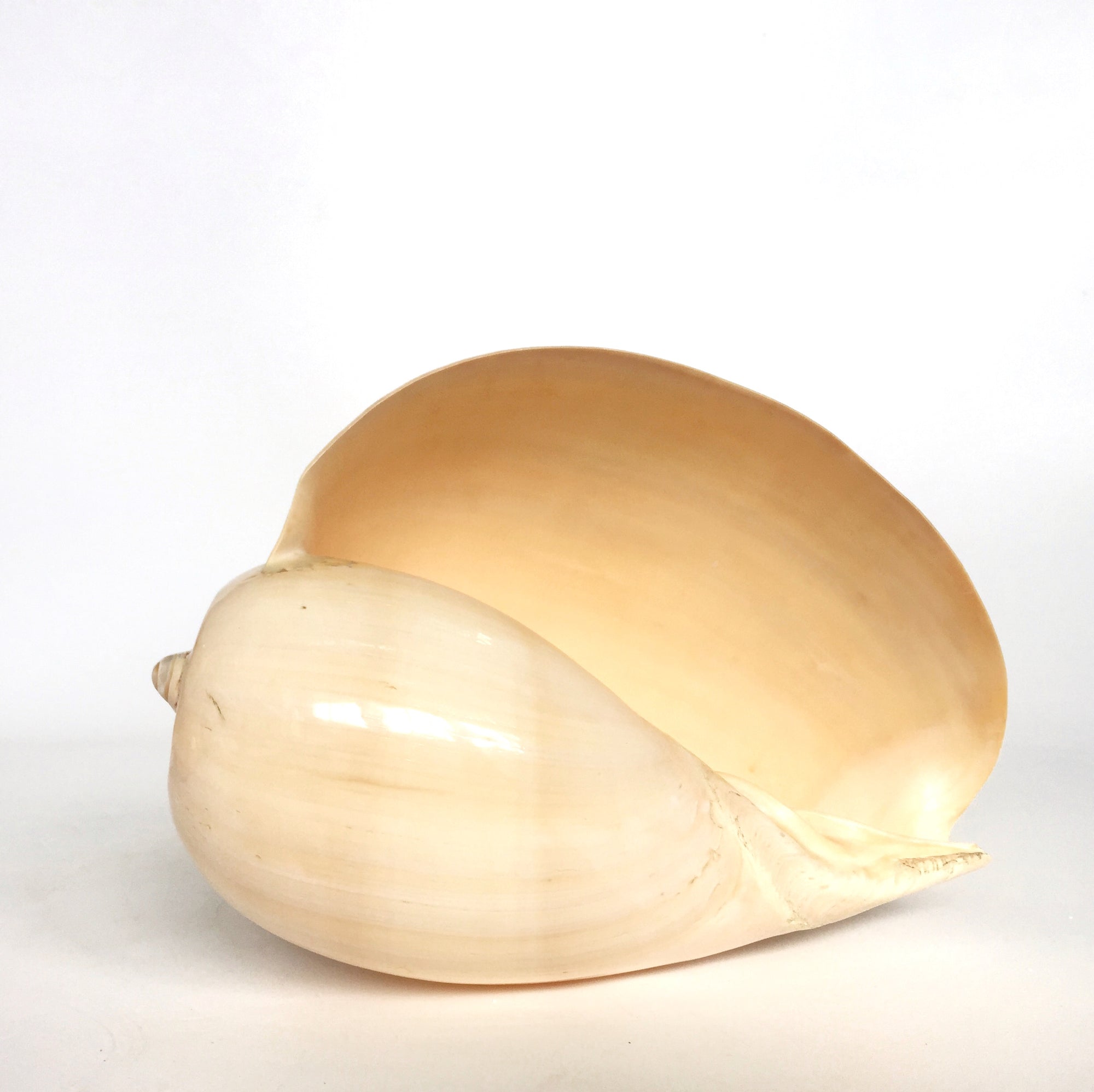 Real Large Polished Melon Shell