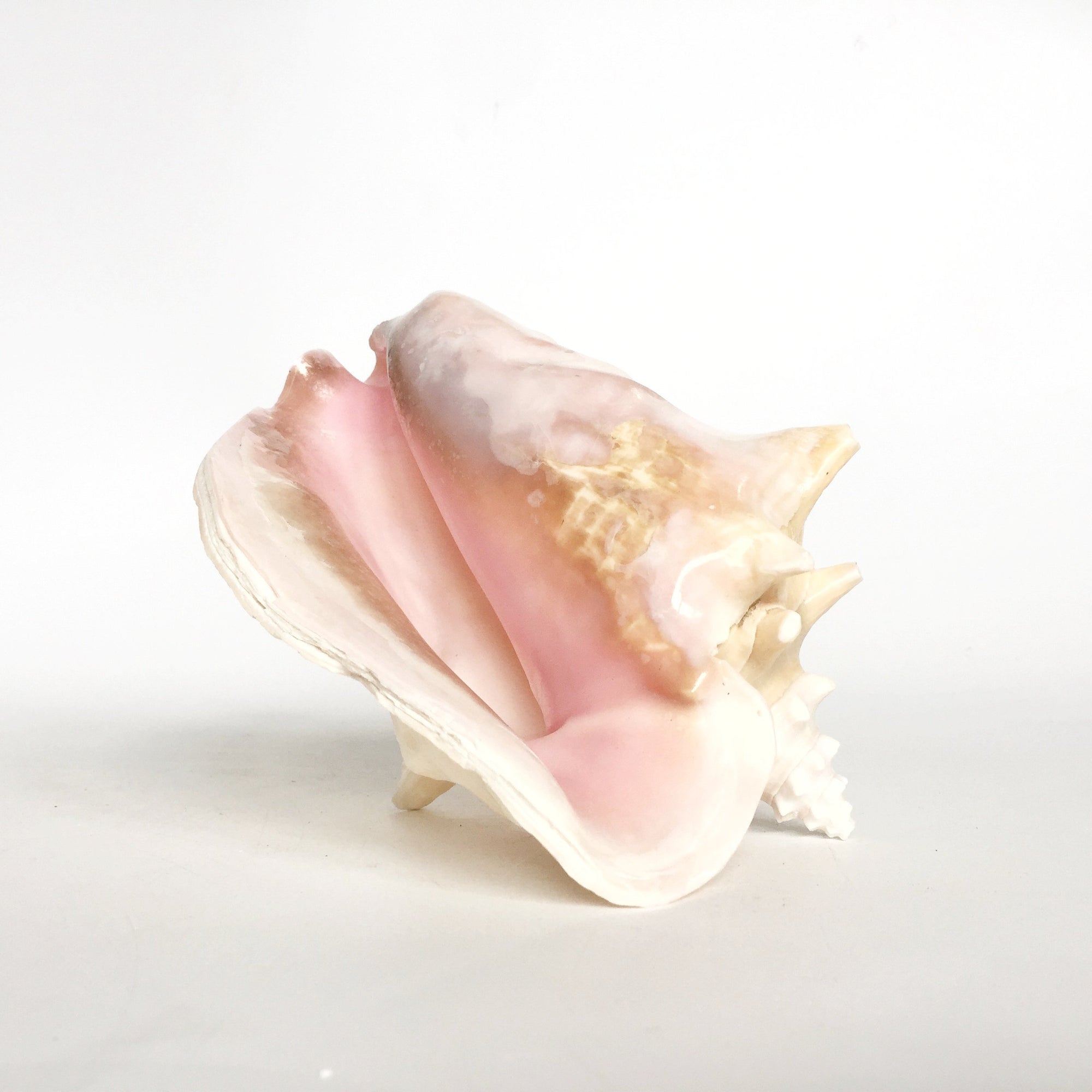 Real Rare Polished Pink Queen Conch Shell AKA Strombus Gigas