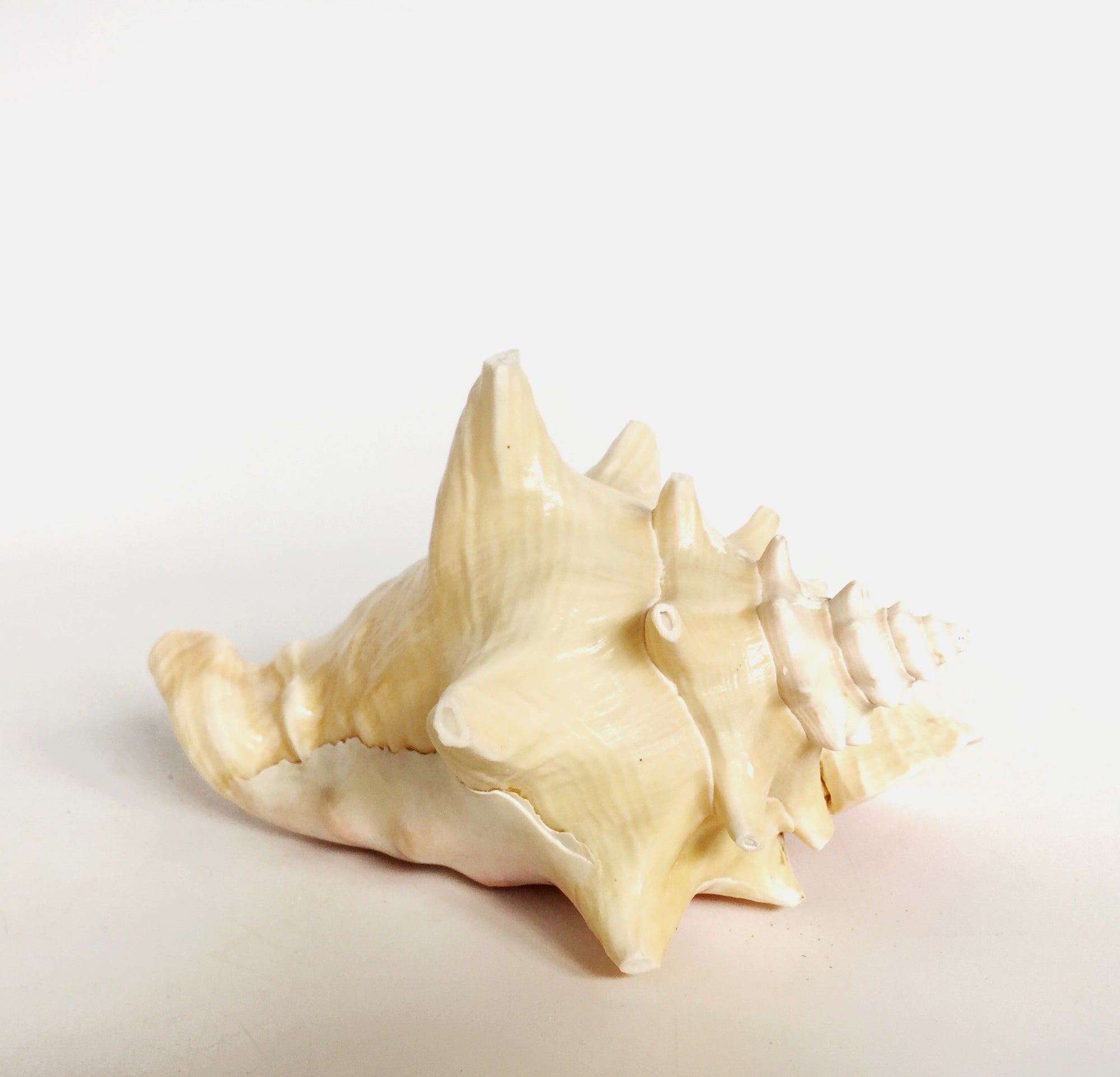 Real Rare Polished Pink Queen Conch Shell AKA Strombus Gigas