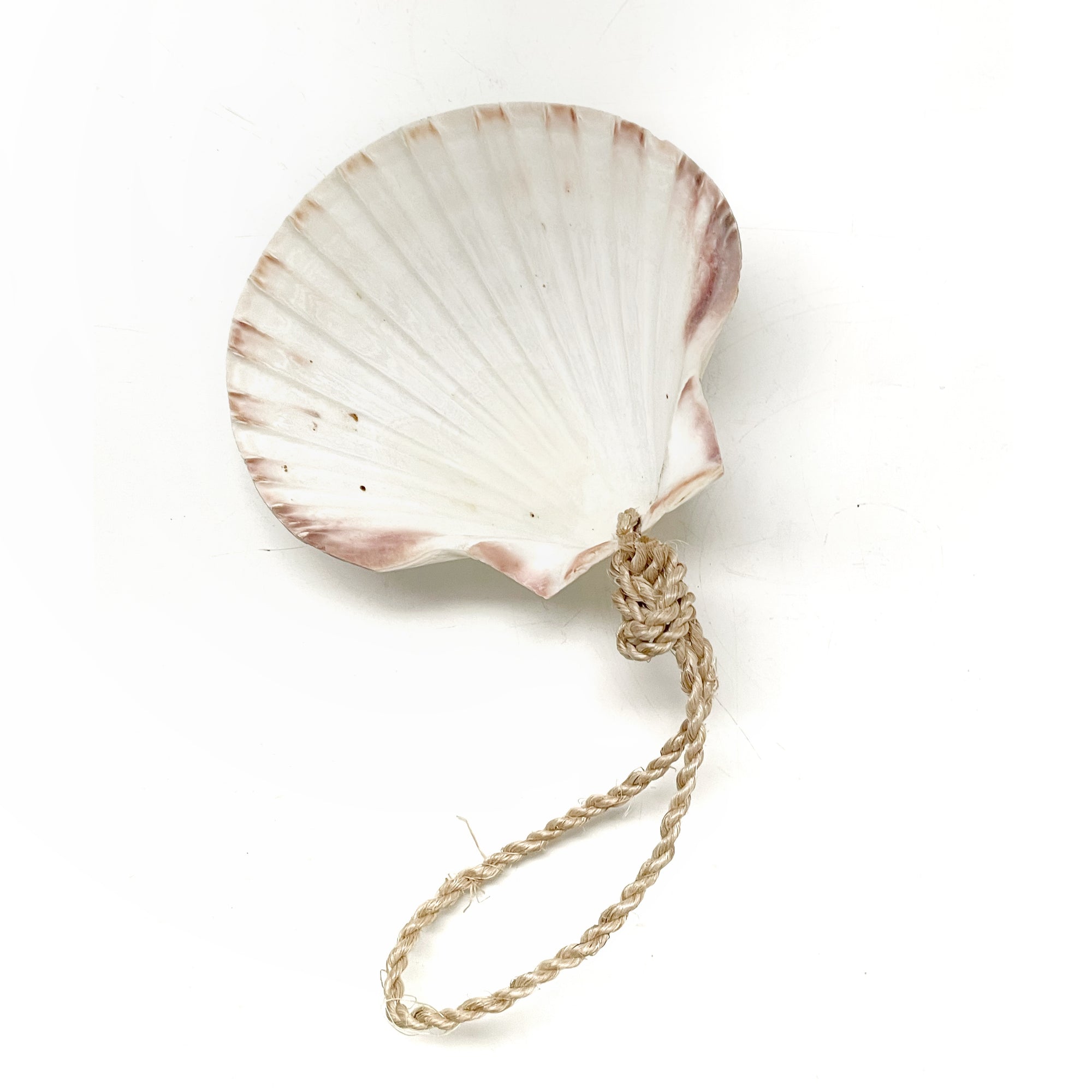 Large Hanging Scallop Real Shell Christmas Tree & Wall Decor