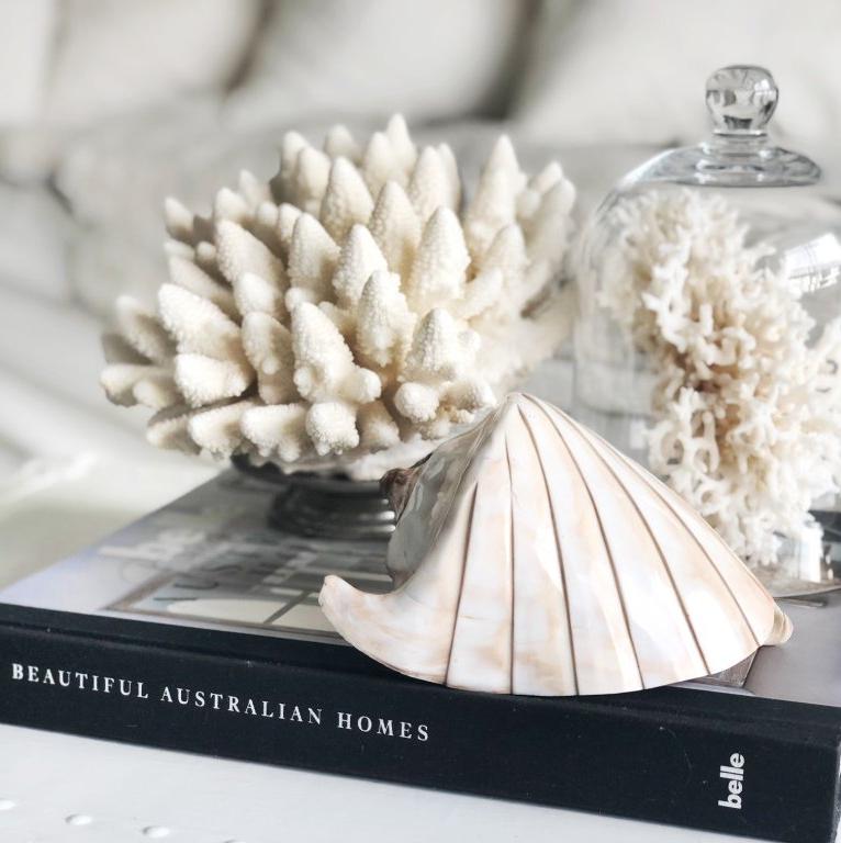 Real Finger Coral Specimen SOLD