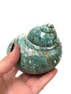 Real Polished Green Marbled Turban Shell