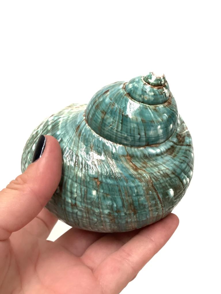 Real Polished Green Marbled Turban Shell