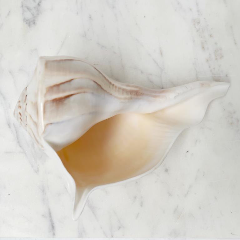 Real Polished Lighting Whelk Shell