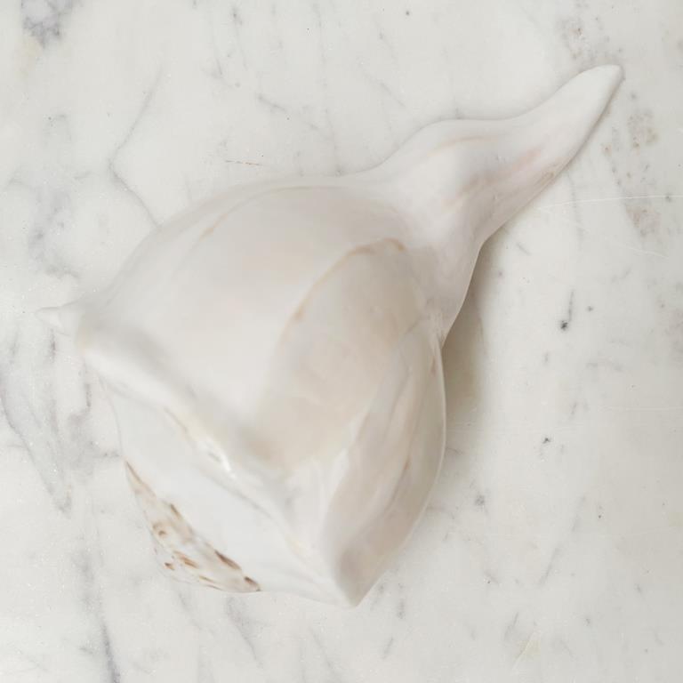 Real Polished Lighting Whelk Shell
