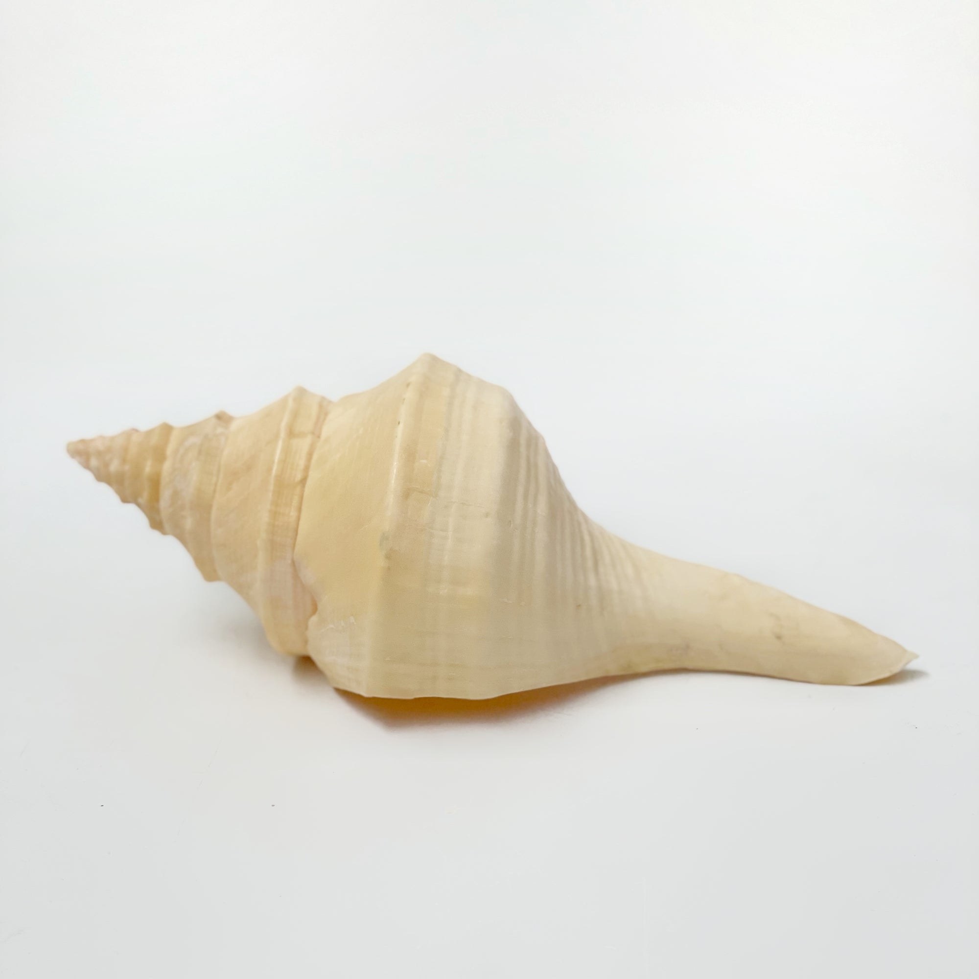 Large Australian Trumpet Shell AKA Syrinx Shell