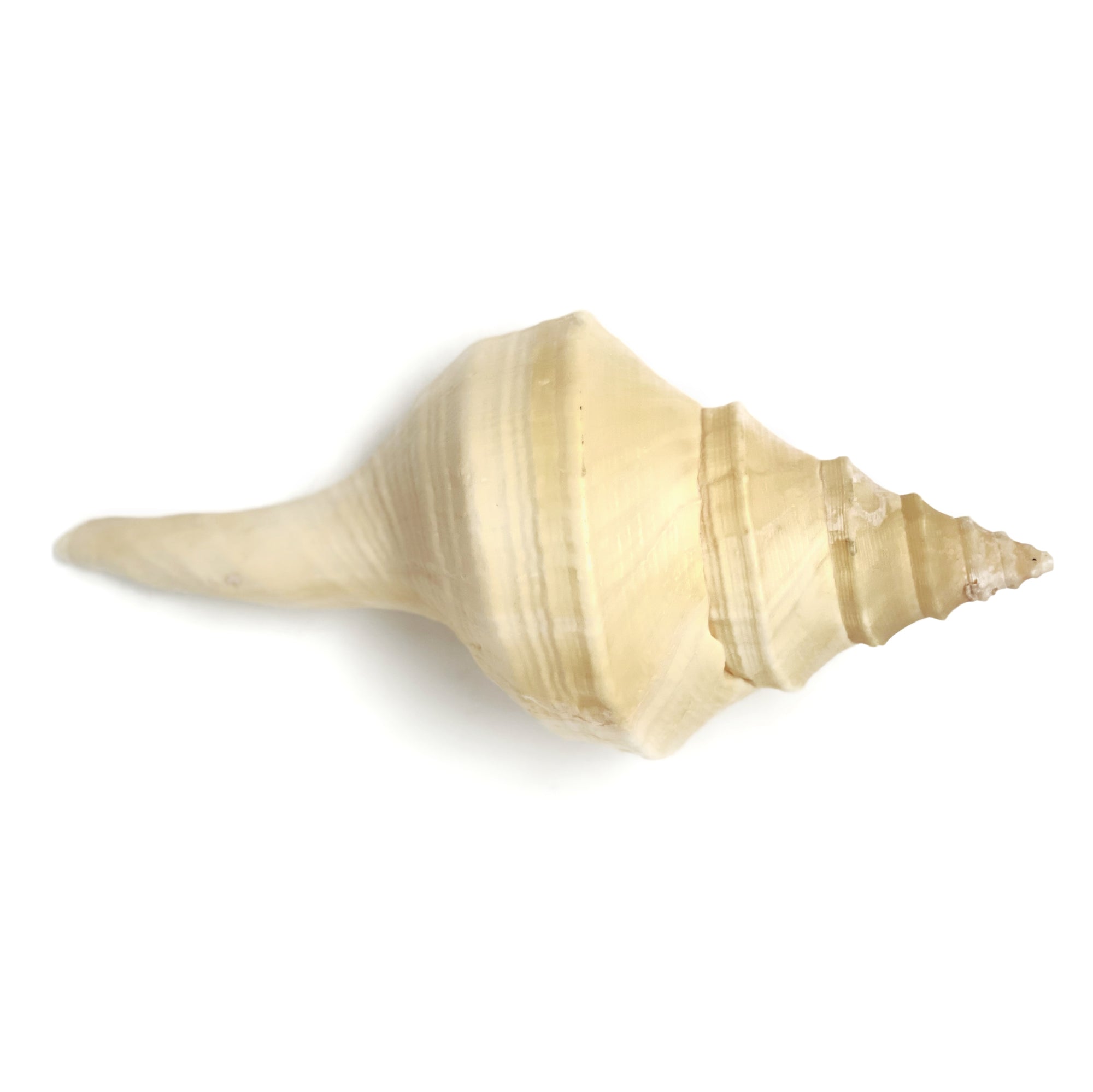 Large Australian Trumpet Shell AKA Syrinx Shell