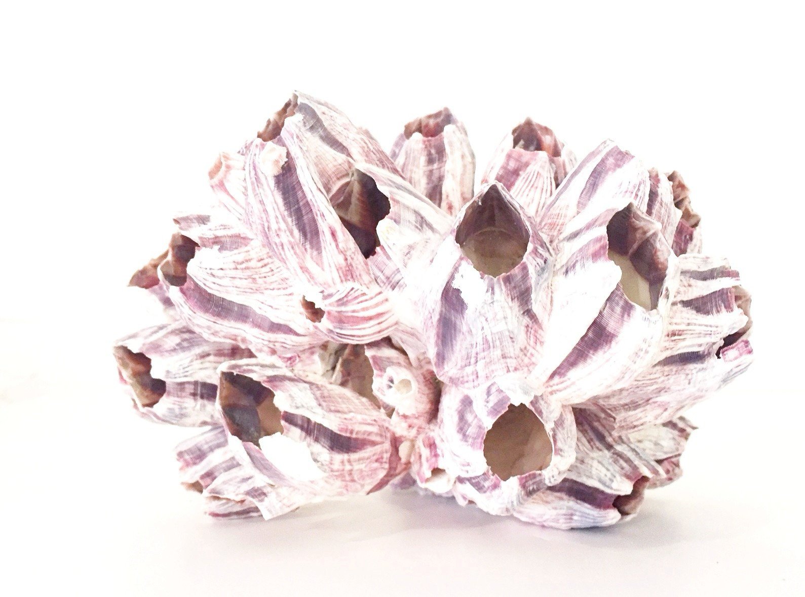 Natural Barnacle Cluster ***HIRE ONLY***