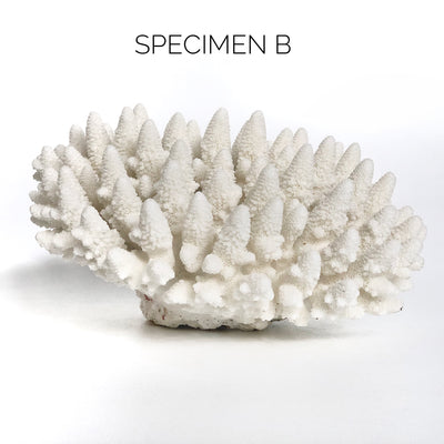 Real Finger Coral Specimen B