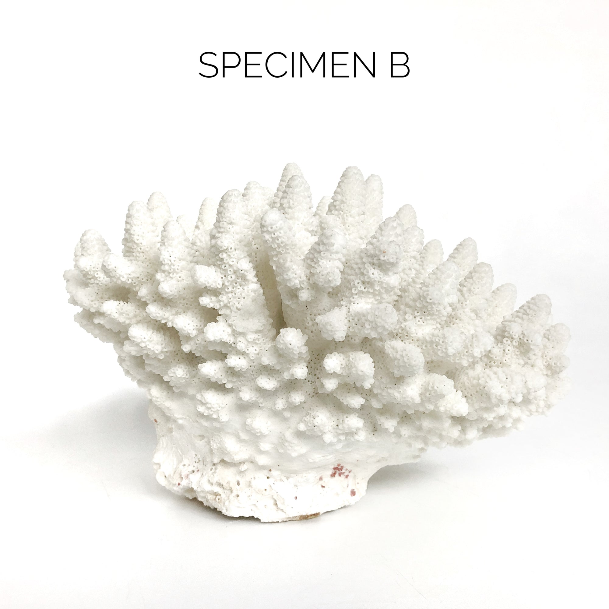 Real Finger Coral Specimen B