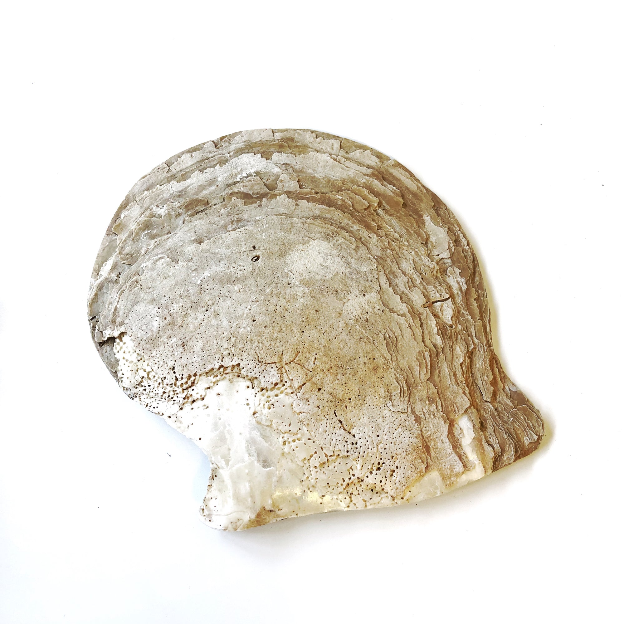 Extra Large Real Natural Pearl Shell Plate Caviar Server