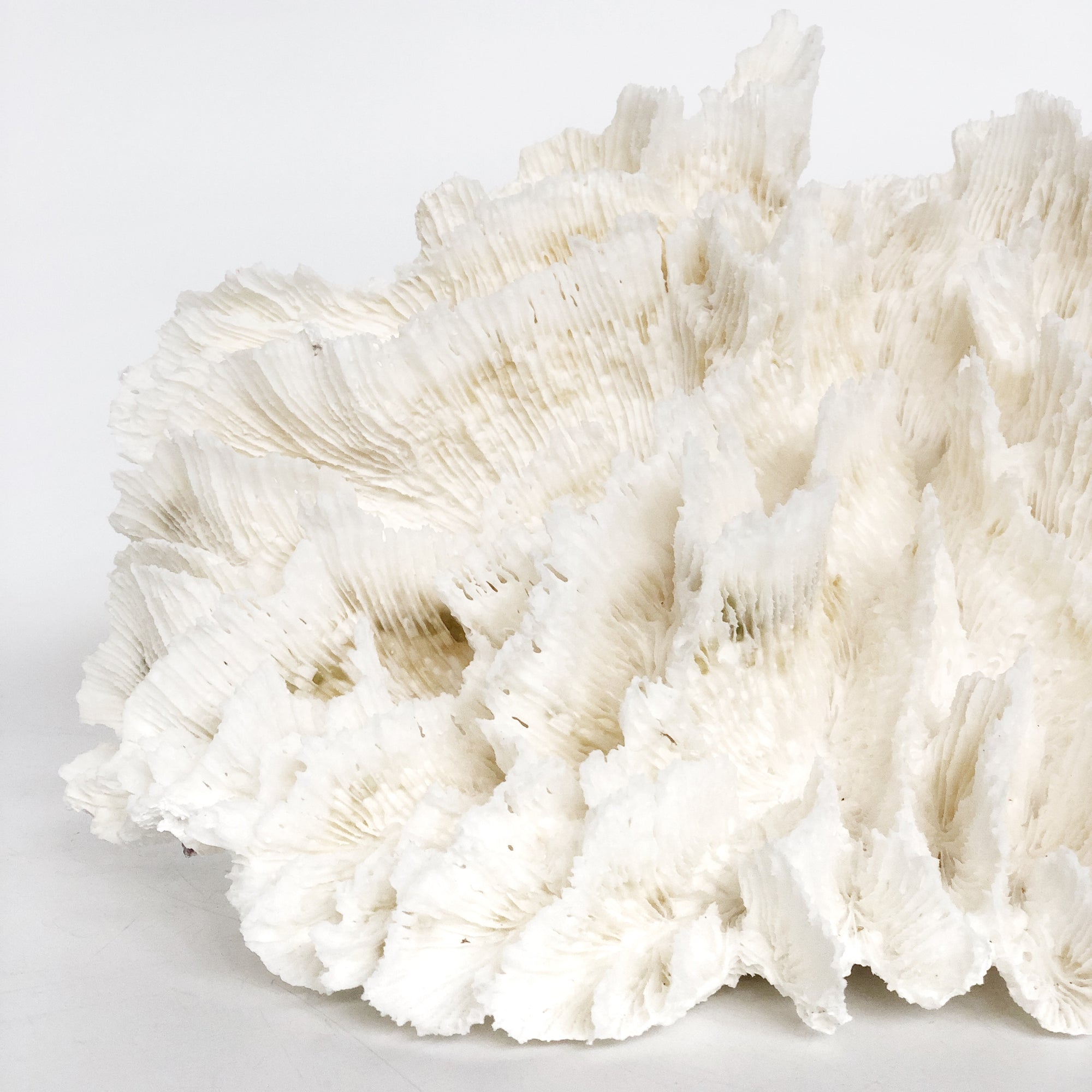 Real Hibiscus Coral **HIRE ONLY***