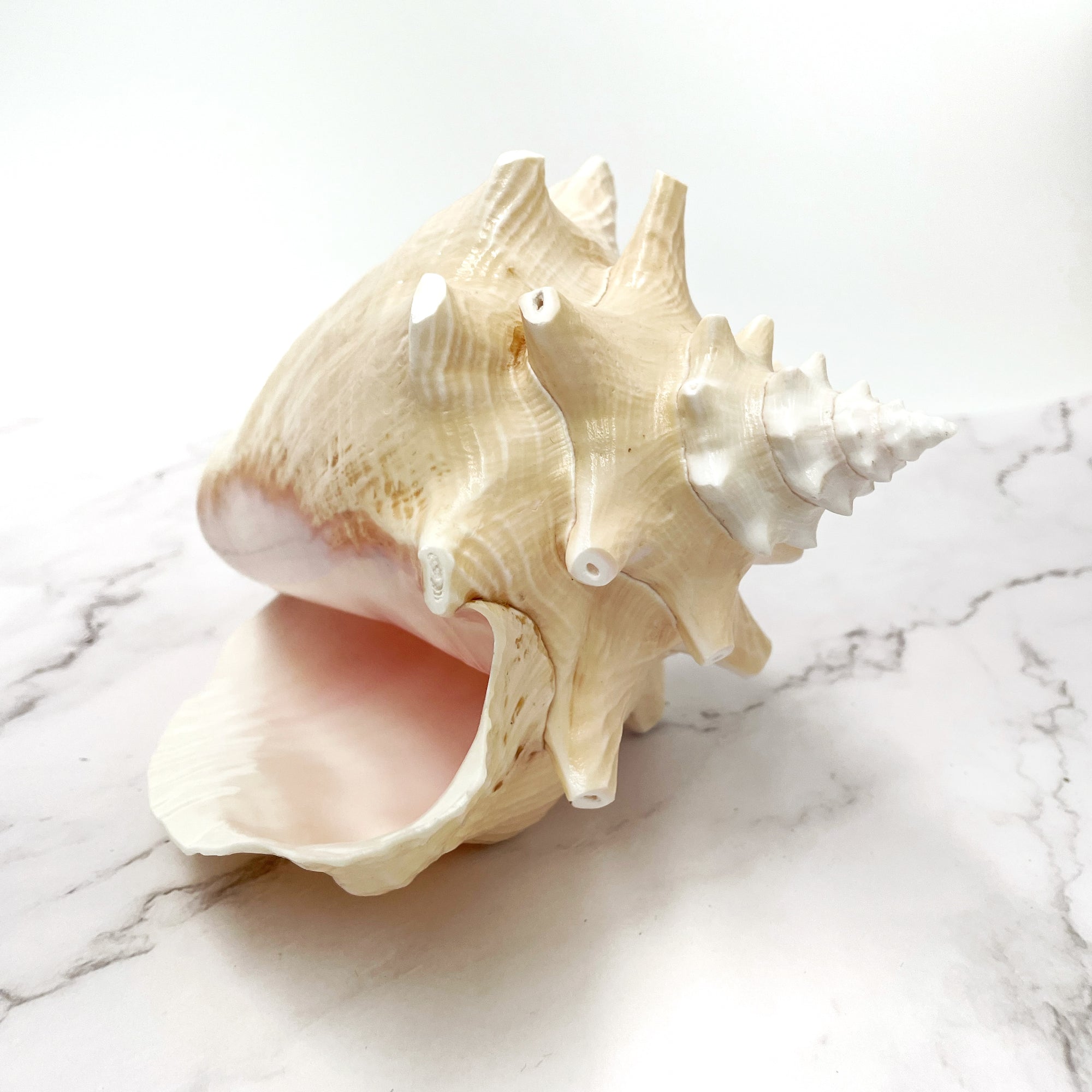 Real Rare Polished Pink Queen Conch Shell AKA Strombus Gigas