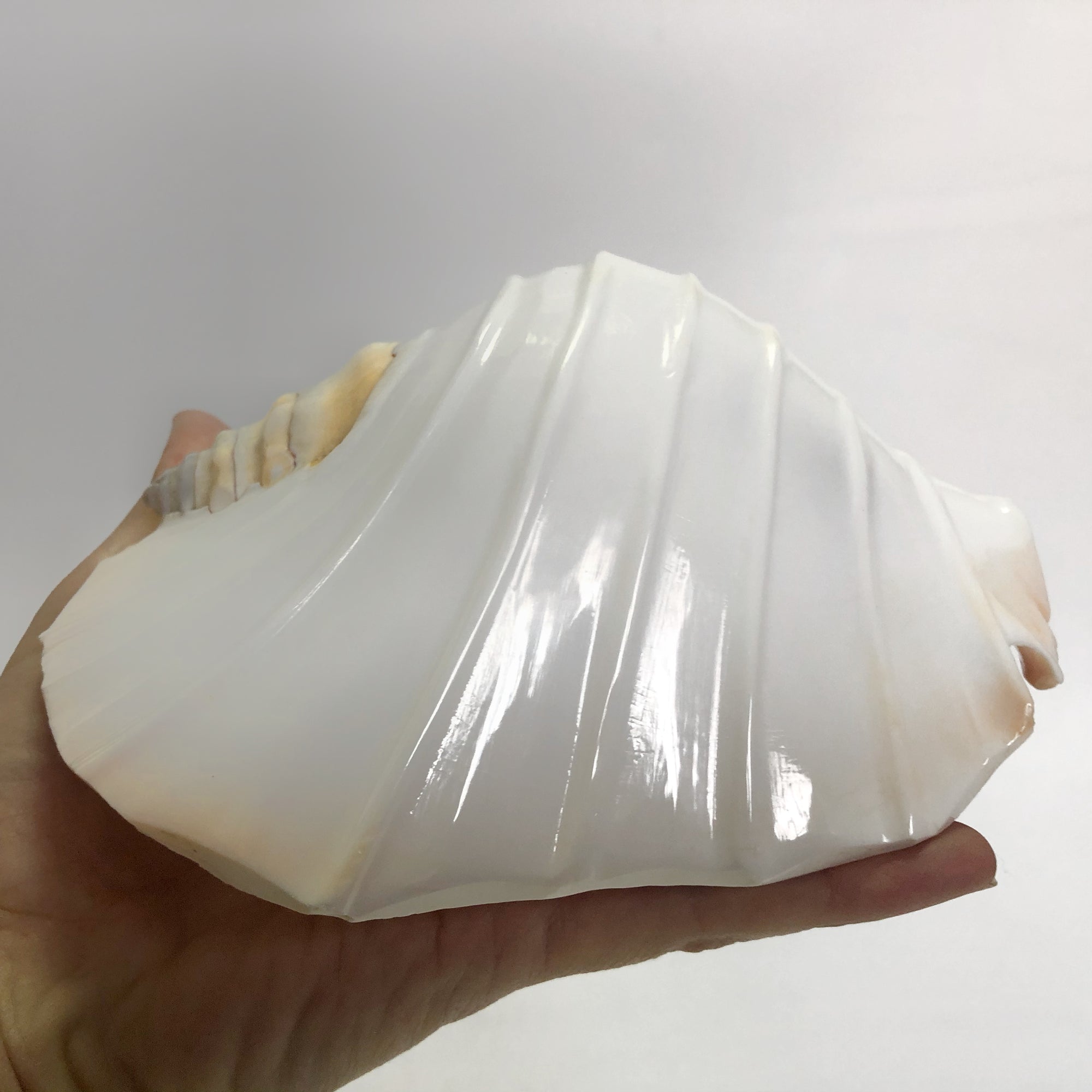 Real Pacific Conch Shell White Fluted ***LAST ONE***