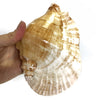 Real Pacific Conch Natural
