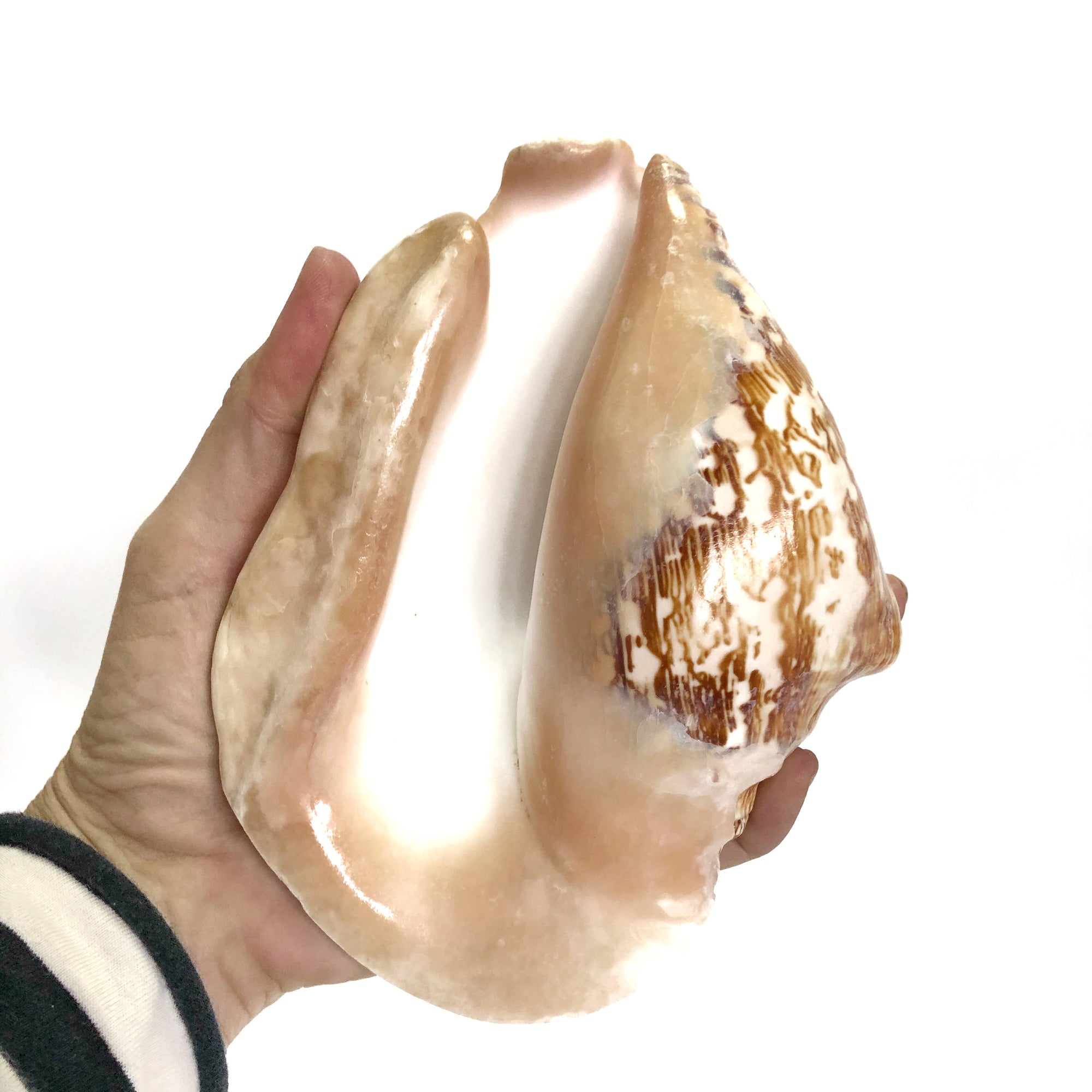 Real Pacific Conch Natural