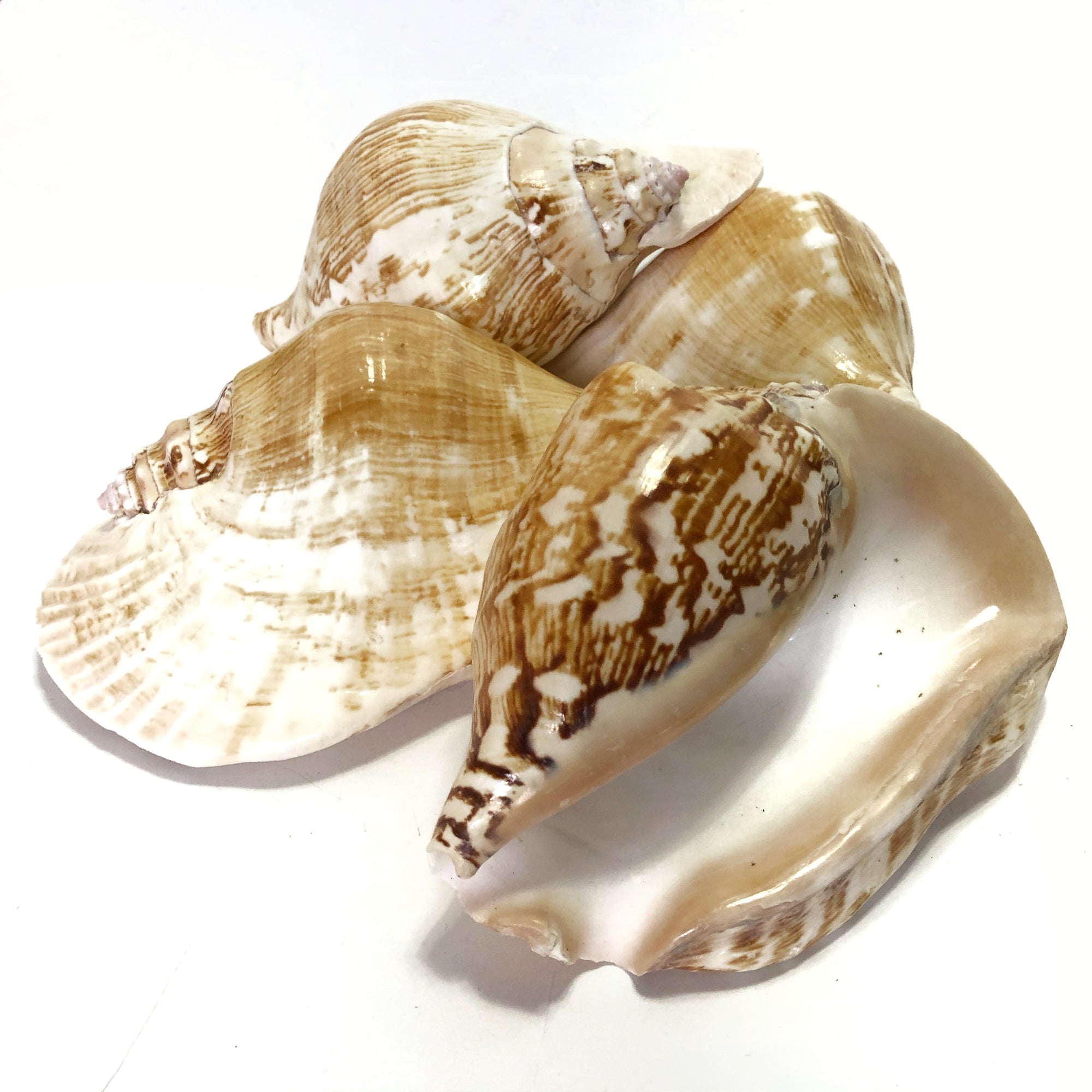 Real Pacific Conch Natural