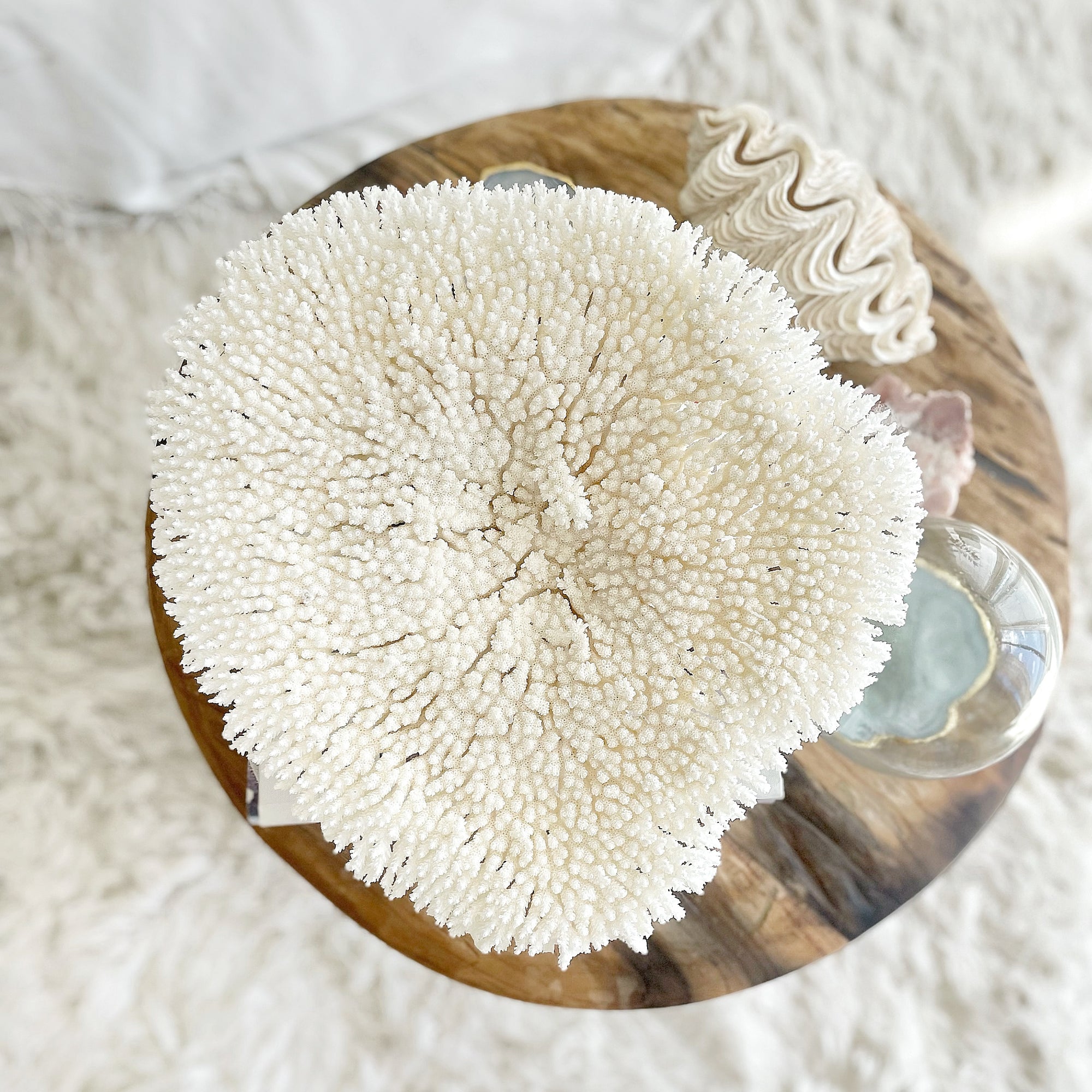 Plate Coral Specimen D