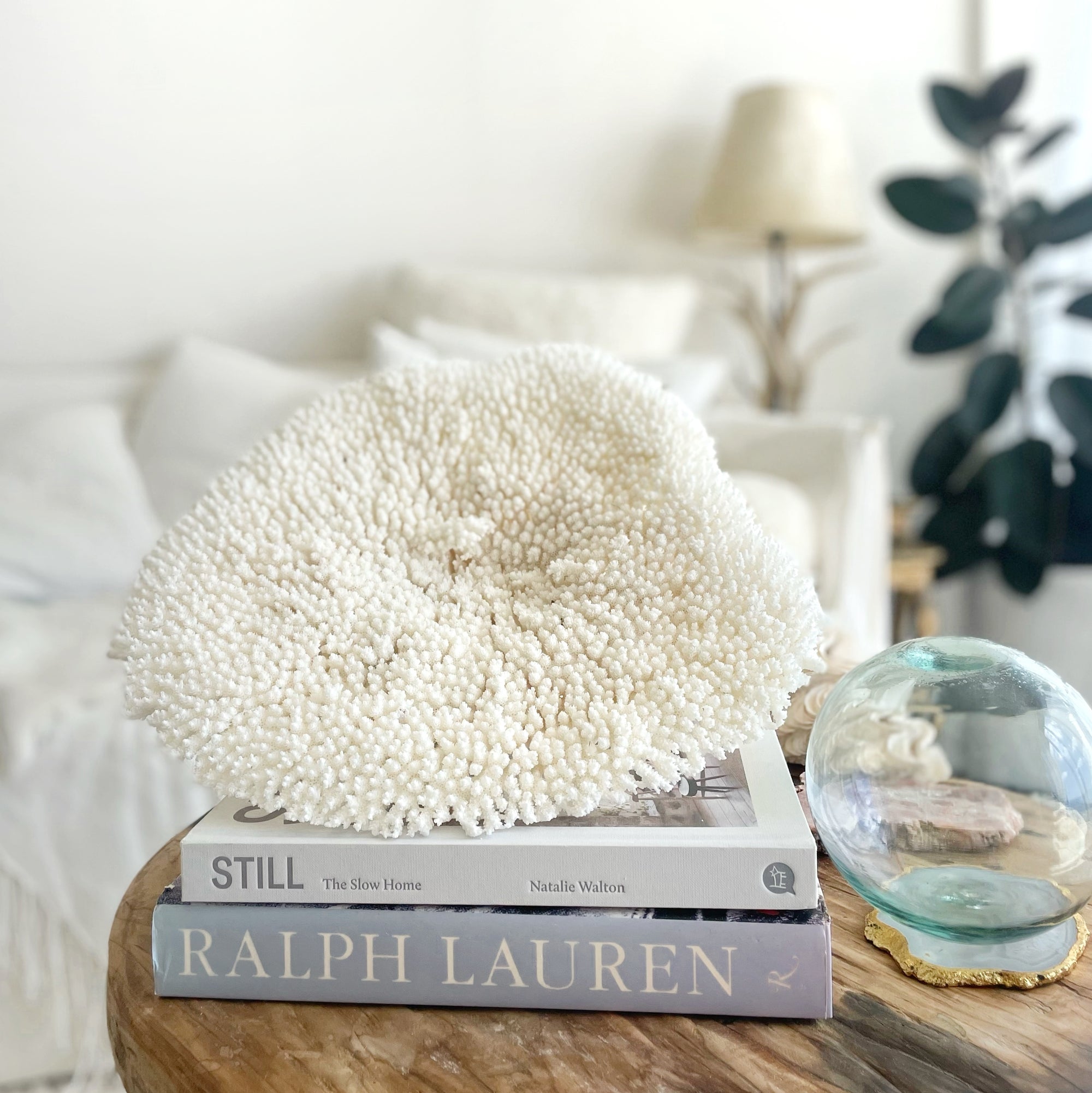 Plate Coral Specimen D