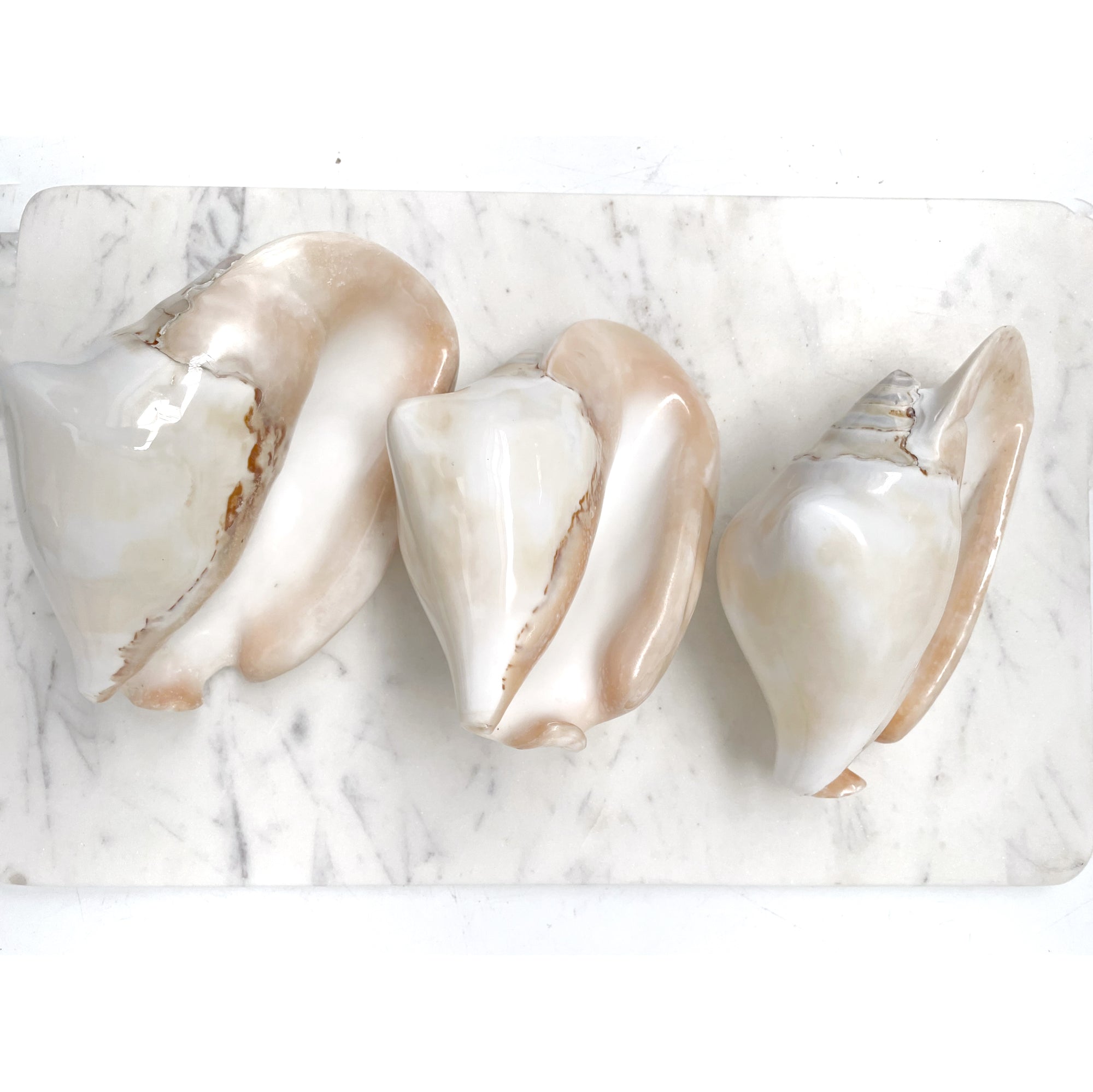 Real Pacific Conch Shell White Polished
