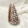 Real Polished Marbled Cone Shell Set 3