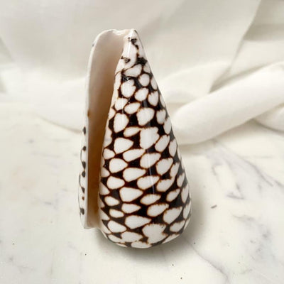 Real Polished Marbled Cone Shell Set 3