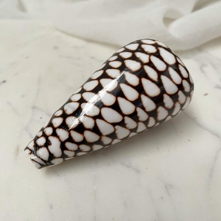 Real Polished Marbled Cone Shell Set 3