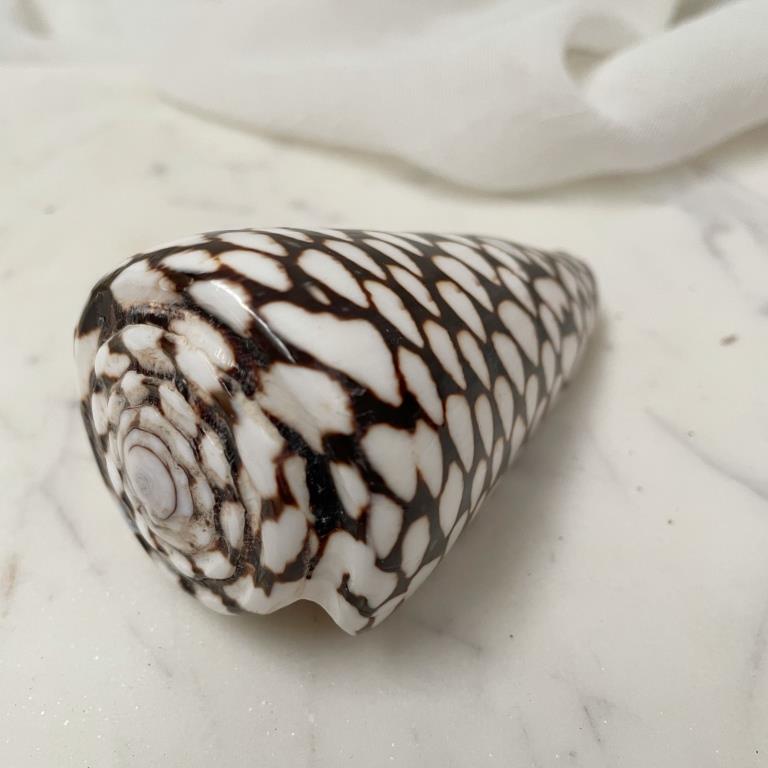 Real Polished Marbled Cone Shell Set 3