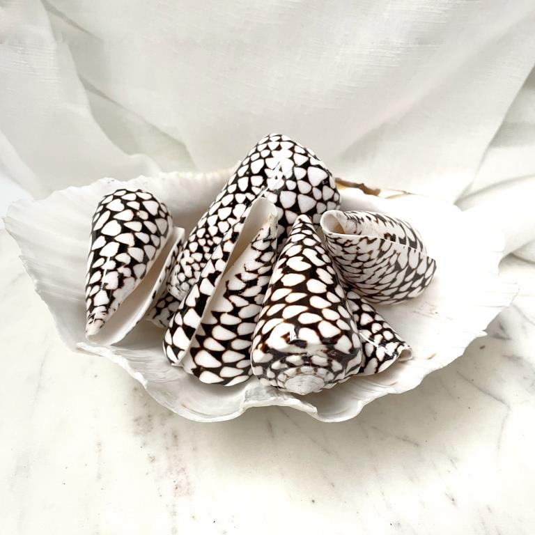 Real Polished Marbled Cone Shell Set 3