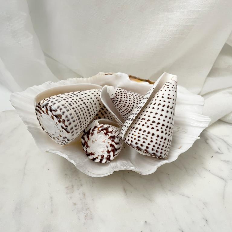 Real Polished Leopard Cone Shell Set 3