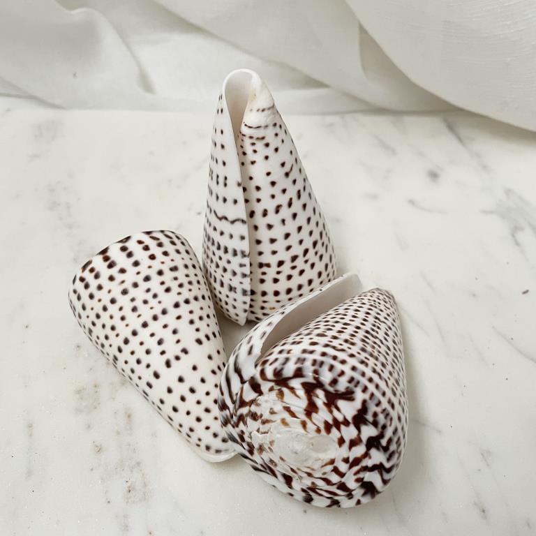 Real Polished Leopard Cone Shell Set 3