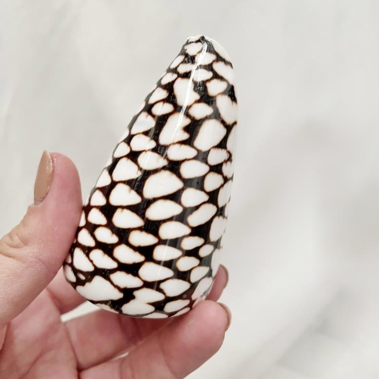 Real Polished Marbled Cone Shell Set 3