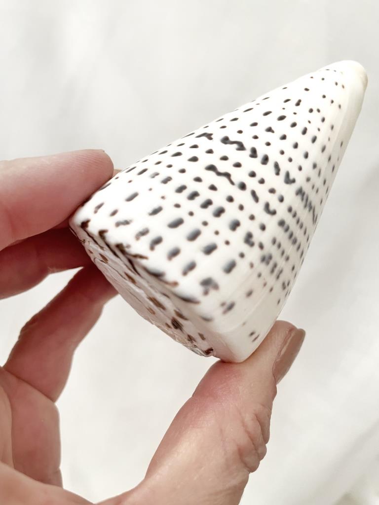 Real Polished Leopard Cone Shell Set 3