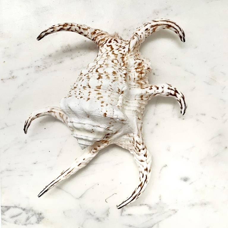 Real Large Chiragra Spider Conch Shell